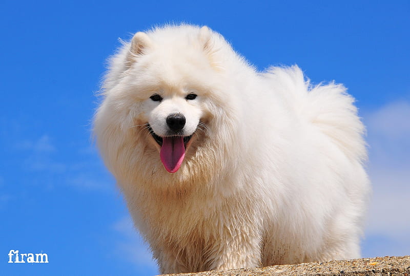 Samoyed Dog Hd Wallpaper Samoyed Wallpapers