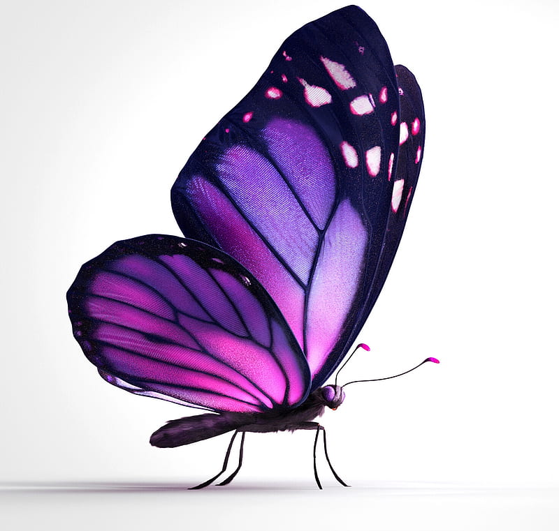 Butterfly, fantasy, purple, fluture, marcelo souza, insect, telus canada, HD wallpaper
