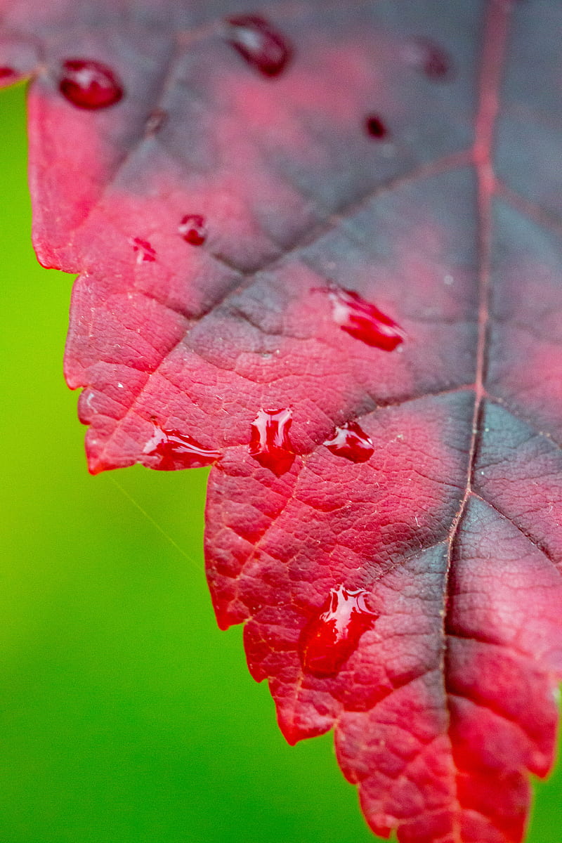leaf, macro, drops, wet, HD phone wallpaper