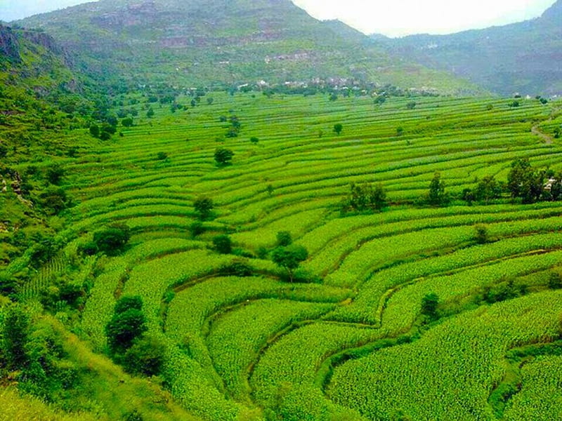 Green agricultural terraces in Ibb Yemen, Mountains, Green, Yemen, Terraces, Arabia, Fields, Ibb, HD wallpaper