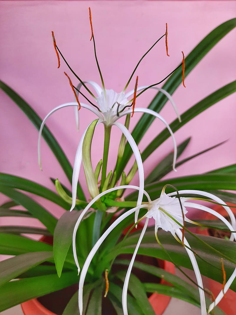 Spider Lily, 2020 lock, flower, flowers, lili, vishal patil graphy, HD phone wallpaper