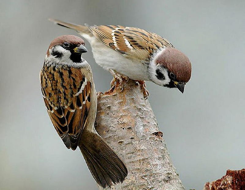 Sparrows., sparrow, bird, animal, perch, HD wallpaper
