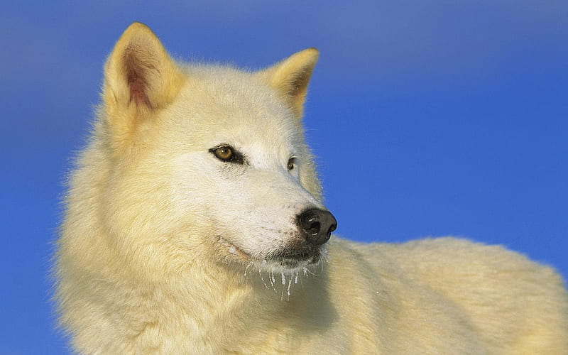 Idaho - the Arctic Wolf, HD wallpaper