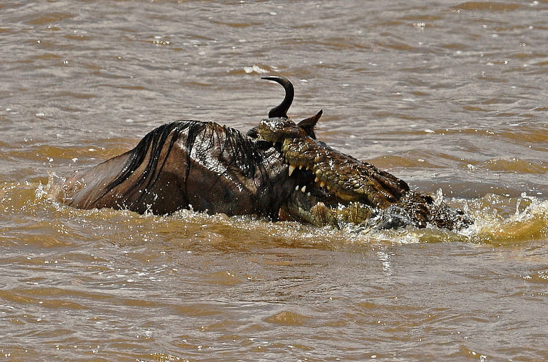 Crocodile attacks wildebeest, Masai Mara, Crocodile, 12 Sept 16, Wildebeest, Migration, HD wallpaper