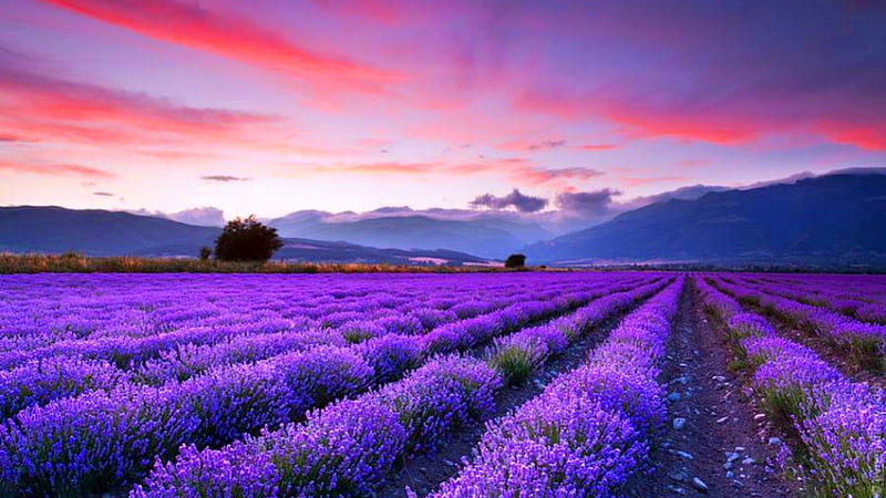 lavender fields, autumn, lavender, twilight, sky, tree, purple, flowers, nature, fields, pink, HD wallpaper