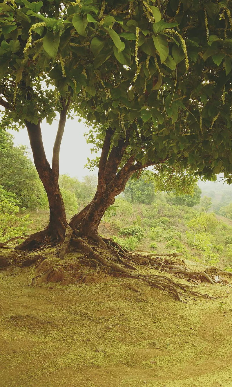 trees, nature, verde, HD phone wallpaper