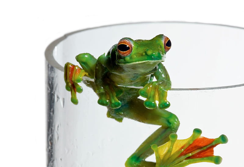 GREEN DRINK, frog, glass, tree, water, green, HD wallpaper