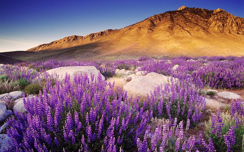 Purple lavender-Plants, HD wallpaper