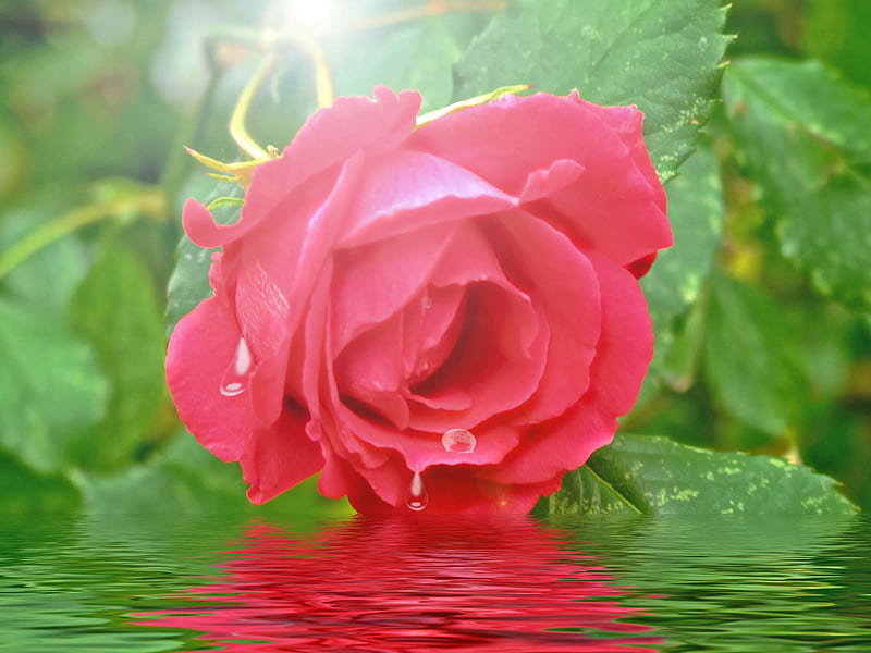 Rose, flower, water, drop, HD wallpaper | Peakpx