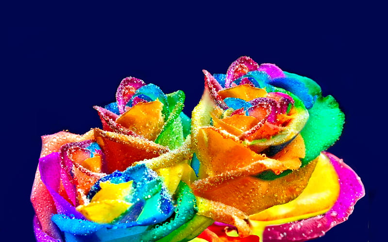 Colorful roses, pretty, colorful, wet, background, scent, bonito, drops, roses, fragrance, flowers, HD wallpaper