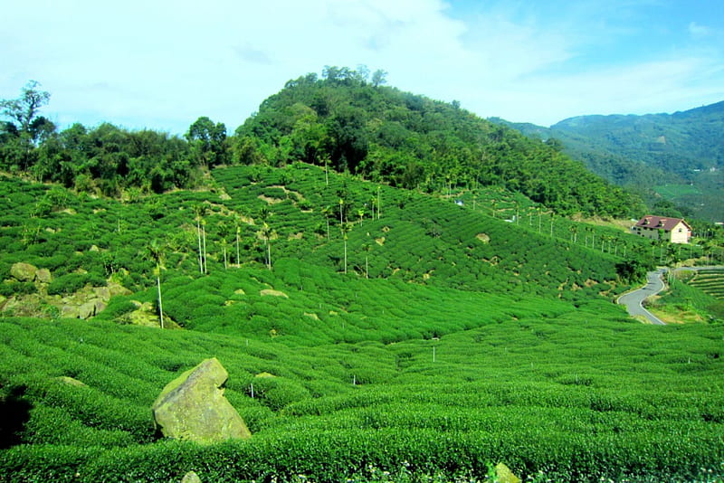 mountainous area tea plantations, tea plantations, house, rock, mountainous area, HD wallpaper