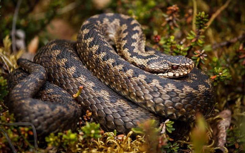 Rattlesnake snakes, reptiles, wildlife, Sistrurus, HD wallpaper