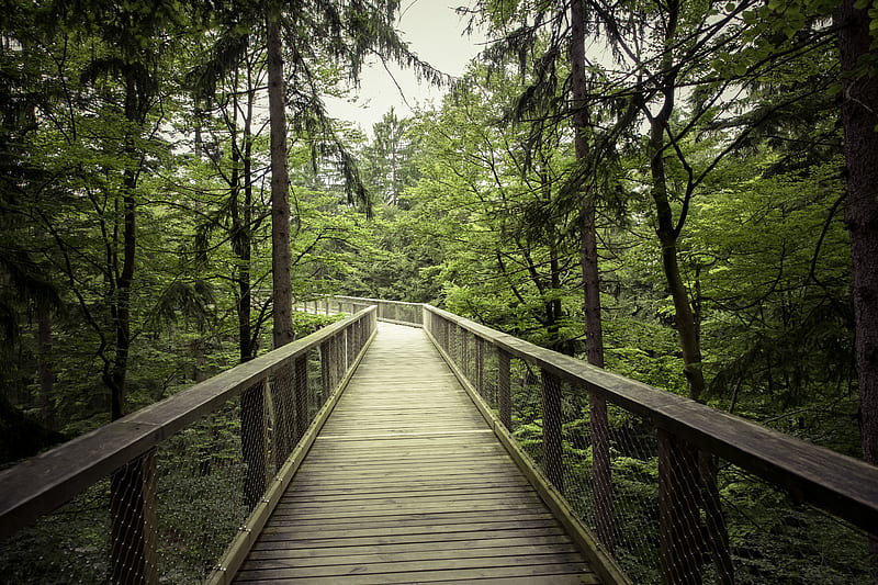 Forrest Canopy-Bridge, Snapshot, Woods, Tree Canopy, Path, Wooden, Wood, Leafs, above, Outside, Nature, Trees, graphy, Park, Canopy, Day, Daytime, Leaves, Forrest, Green, Midday, Bridge, graph, Tree, Wooden Bridge, Leaf, HD wallpaper