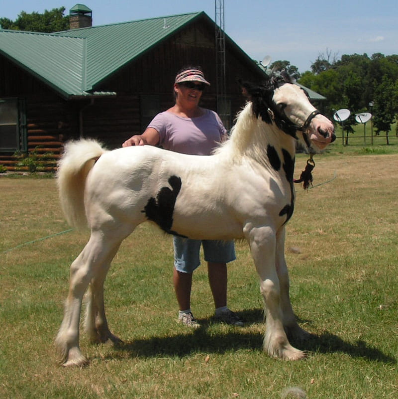 Gypsy Horse Info, Origin, History,, Gypsy Vanner Horse, HD phone wallpaper