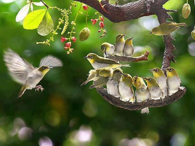 A big family, fruit, family, tree, flying, birds, branch, HD wallpaper