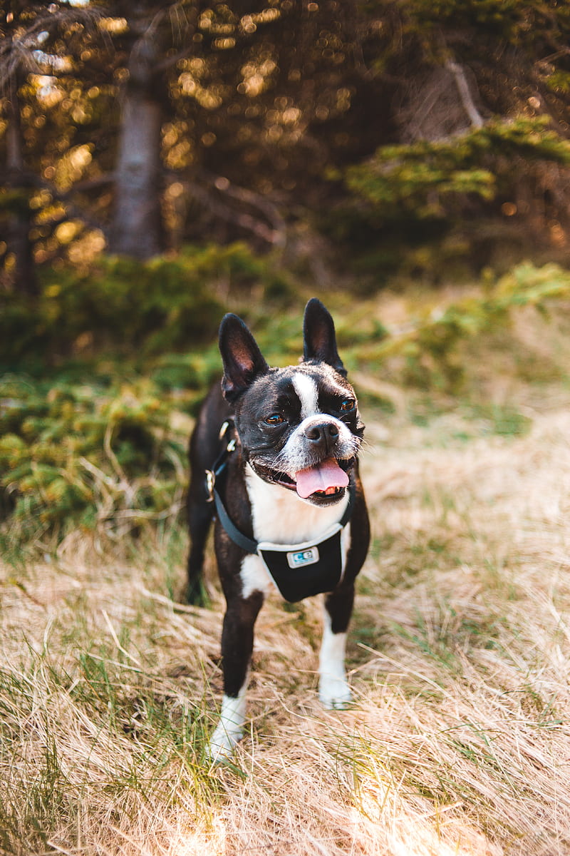 boston terrier, dog, pet, protruding tongue, HD phone wallpaper