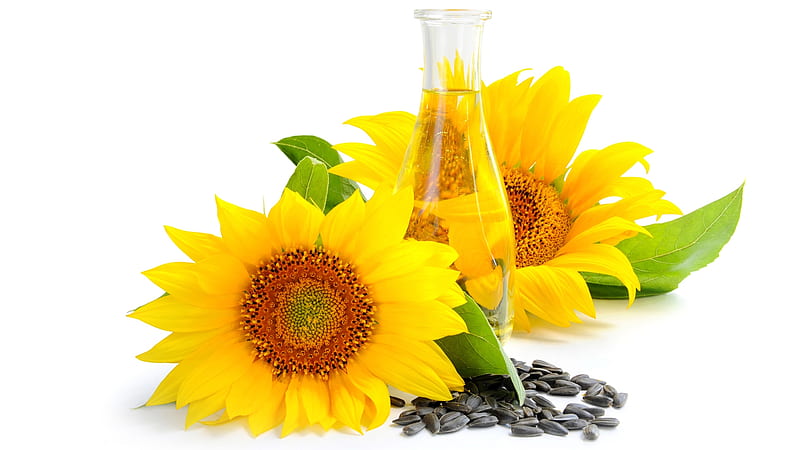 Sunflowers Oil and Seeds, fall, autumn, harvest, sunflower seeds, sunflowers, summer, flowers, cooking oil, Firefox Persona theme, HD wallpaper