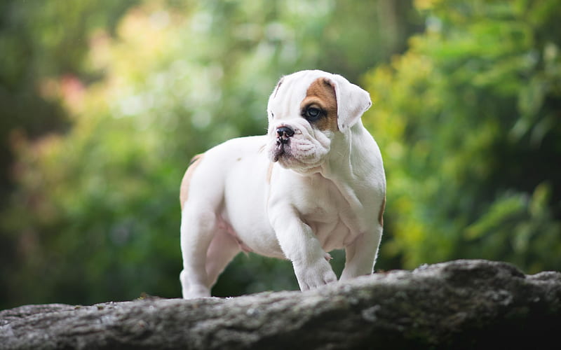 English bulldog, small white puppy, forest, pets, dogs, cute animals, HD wallpaper