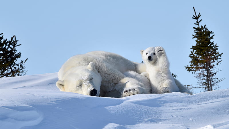 Big And Small Polar Bears Are Sitting On Snow Bear, HD wallpaper