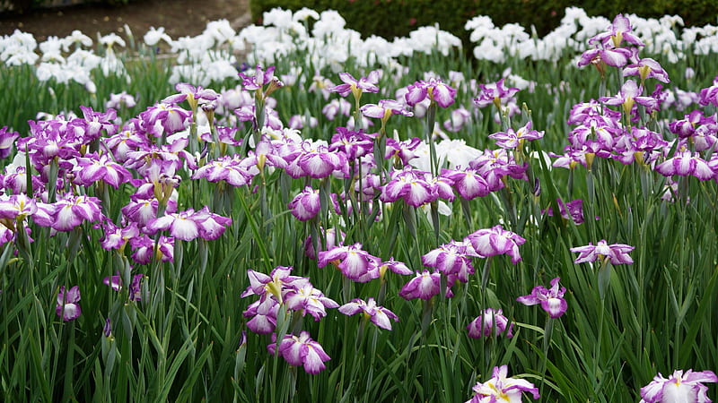 Japanese iris, Purple, Blue violet, Iris, Iridaceae, Iris ensata var, mediumorchid, 3840x2160, ensata, flowers, Hanashobu, dark violet, white, Flower, HD wallpaper