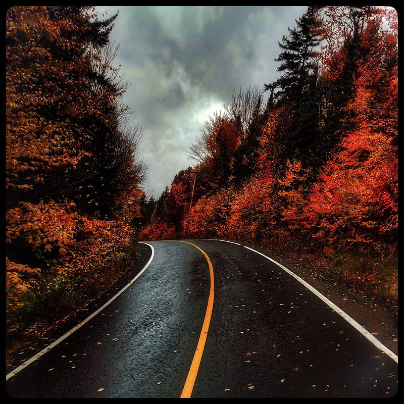 Autumn Road, automne, autumn, forest, landscapes, natural, nature, orange, road, HD phone wallpaper