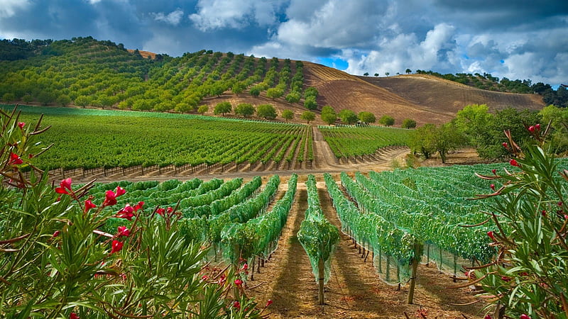 beautiful rows of young fruit trees, hills, flowers, fields, trees, rows, HD wallpaper