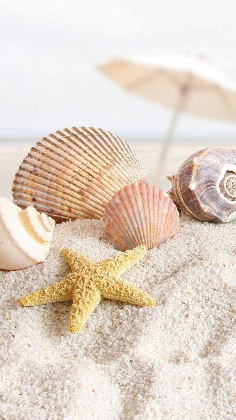 beach, seashells, HD phone wallpaper