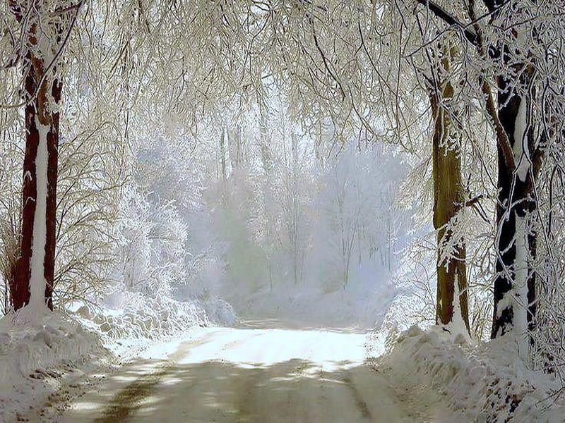 Winter drive, drive, wnter, trees, snow, HD wallpaper