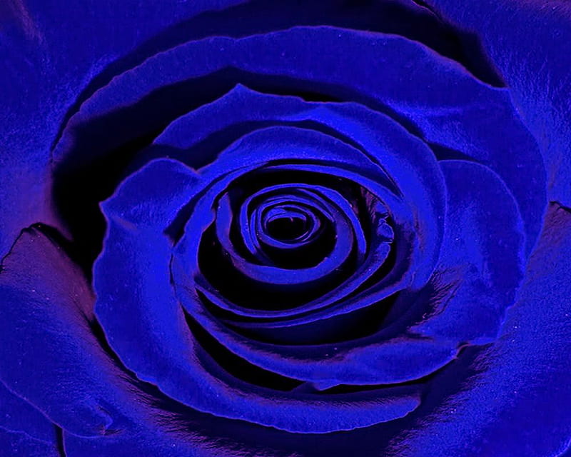 BLUE Rose. jpg, fantasy, ruffles, neonblue, velvet, blue, HD wallpaper