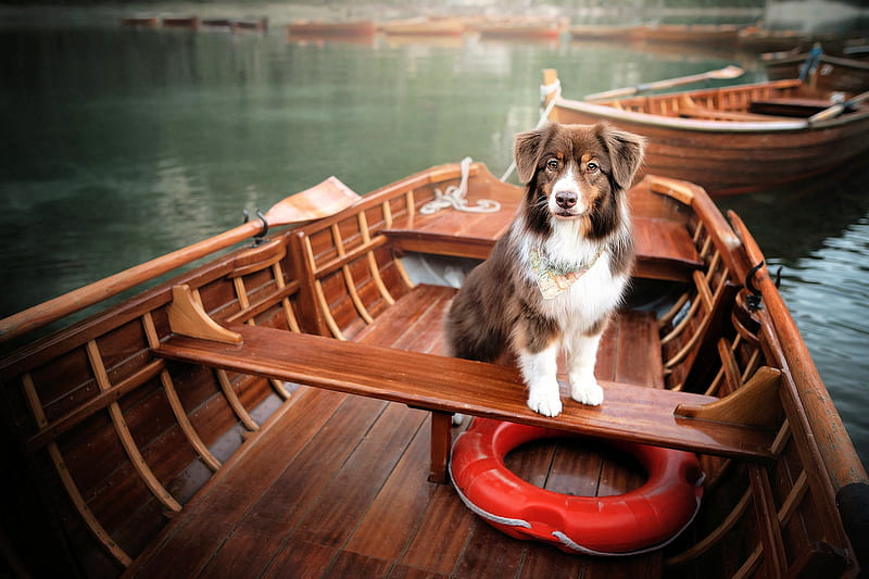 Boating, paddles, river, boat, dog, lifebelt, HD wallpaper
