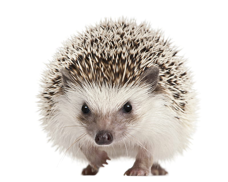 Hedgehog, cute, arici, white, animal, card, HD wallpaper