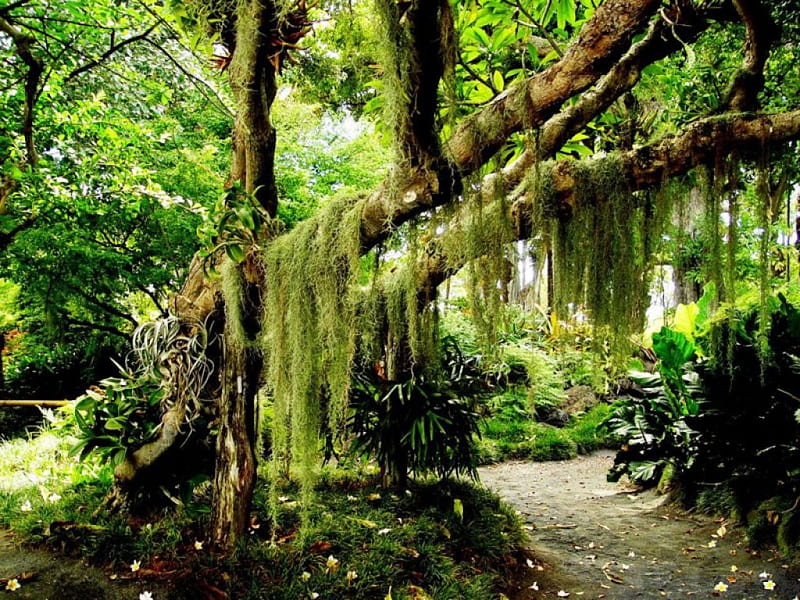 DEEP FOREST, wilderness, jungles, green, plants, moss, forests, trees, foliage, HD wallpaper
