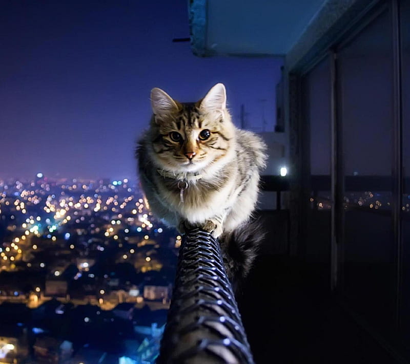 Cat On The Balcony, cute, on the balcony, HD wallpaper