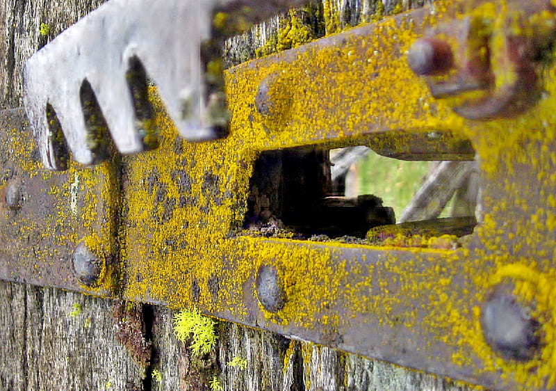 a little rust, a little lichen, metal, hinge, lichen, rust, HD wallpaper