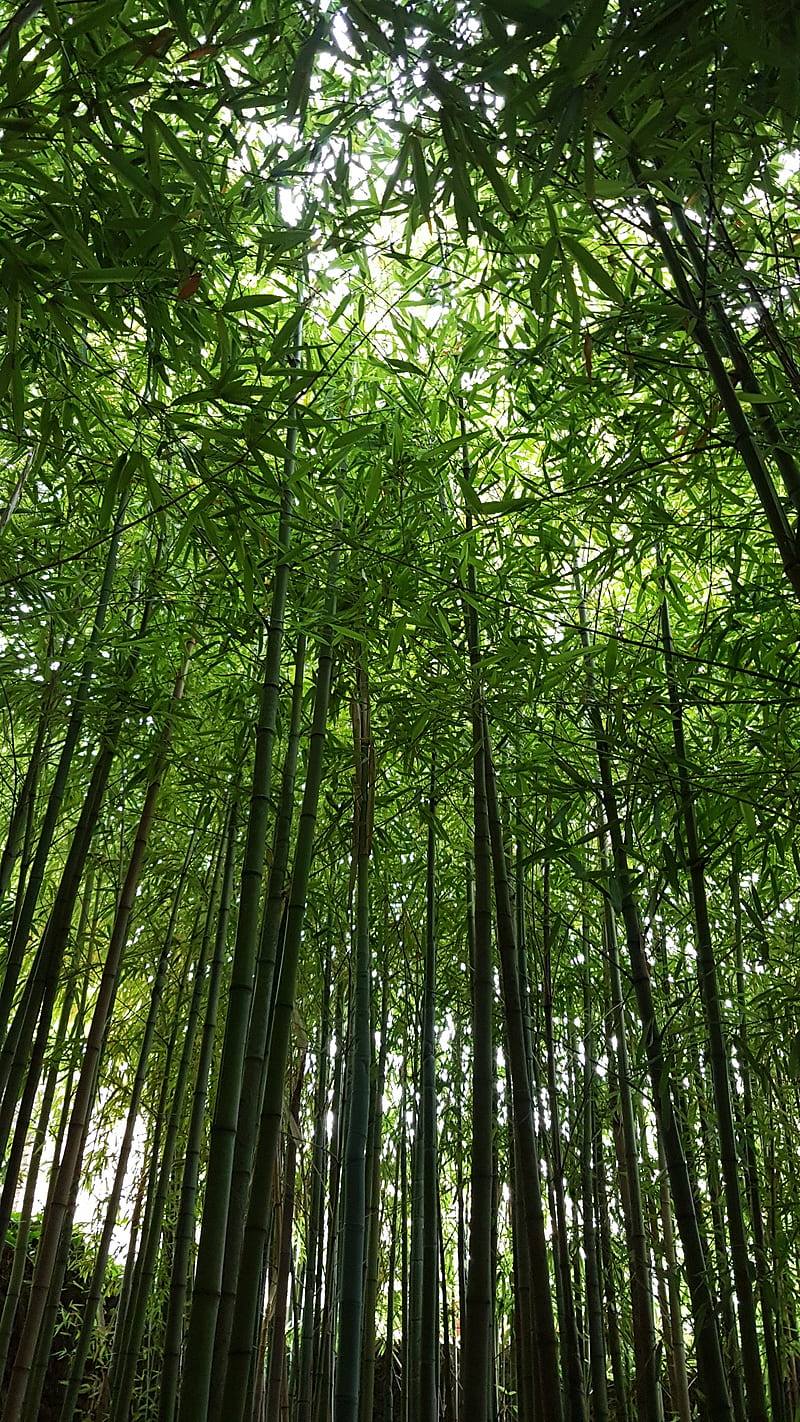 Bamboo forest, bamboo, forest, green, leaves, nature, sky, HD phone wallpaper