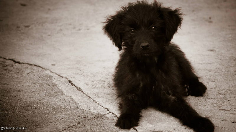 Black Dog, Puppy, Cachorro, Filhote, HD wallpaper