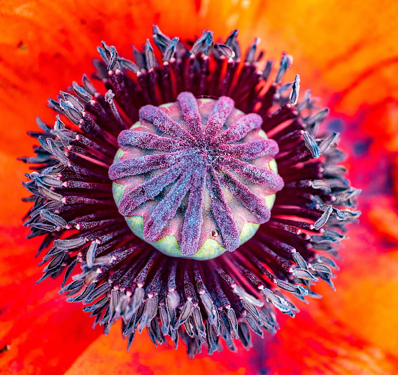 poppy, flower, pistil, stamens, pollen, macro, HD wallpaper