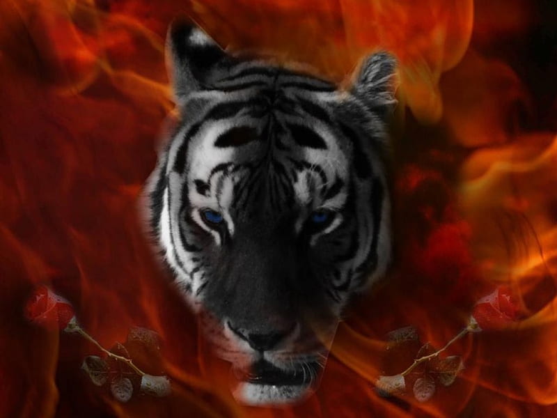 flame tiger, tiger, flame, animals, other, HD wallpaper