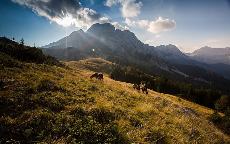Balkans, mountains, horses, summer, bright sun, HD wallpaper