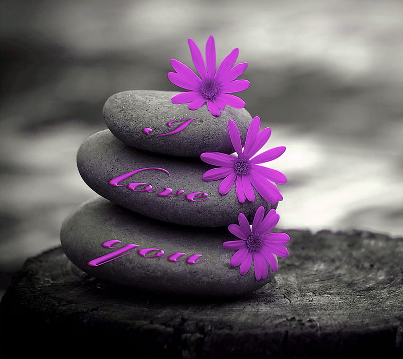 I Love You, flowers, purple, stones, HD wallpaper