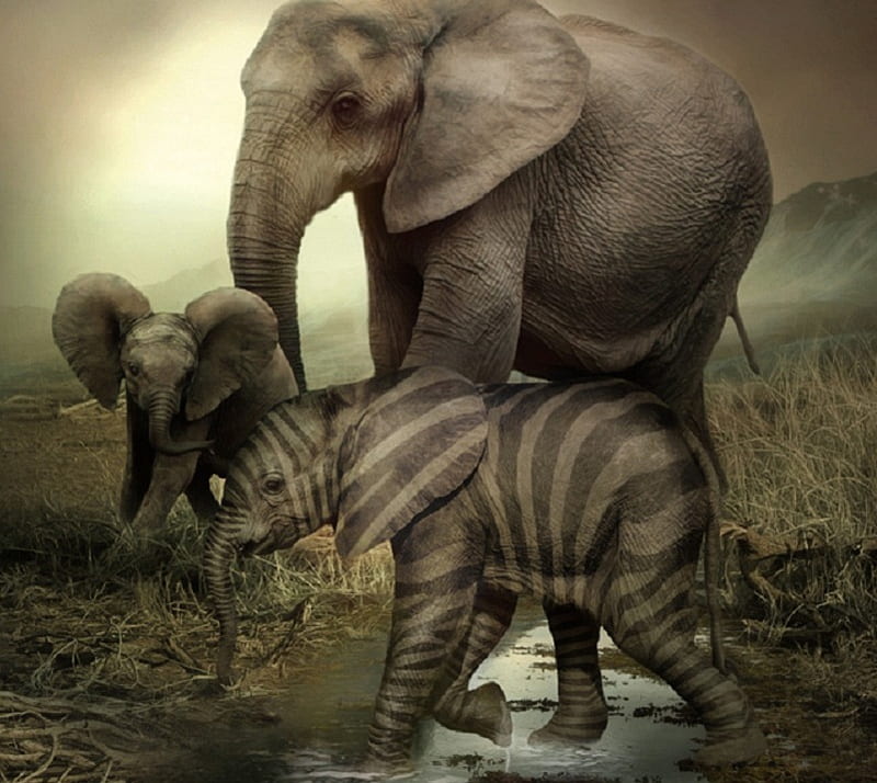 Who's your Daddy?, stripes, elephants, water, african, ears, trunk, animals, HD wallpaper
