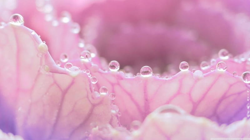 Morning dew on pink flower, rose, raindrops, drops flowers, phptpgraphy, pink dew, spring, abstract, softness, pink rose, dewdrops, macro, nature, petals, HD wallpaper