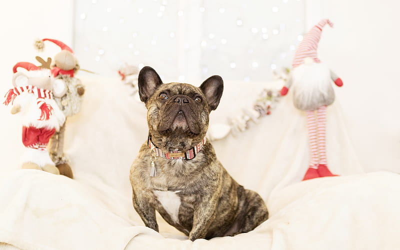 french bulldog, brown little dog, christmas, new year, cute animals, pets, dogs, HD wallpaper