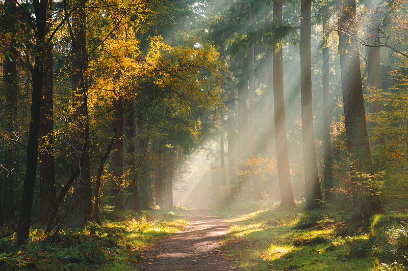 forest, path, sunlight, trees, HD wallpaper