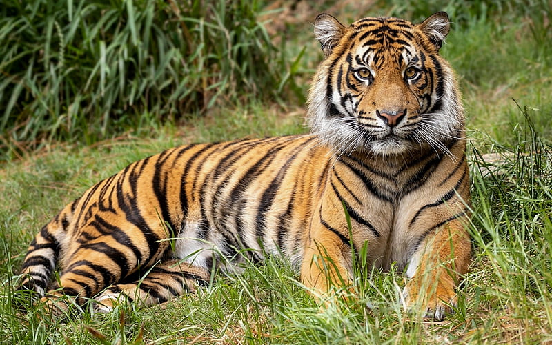 Tiger, animal, big wild cat, grass, HD wallpaper | Peakpx