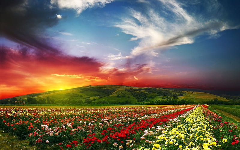 Beautiful valley, Grass, Sunset, Trees, Clouds, Flowers, Roses, Sunrise, Blue sky, Valley, HD wallpaper