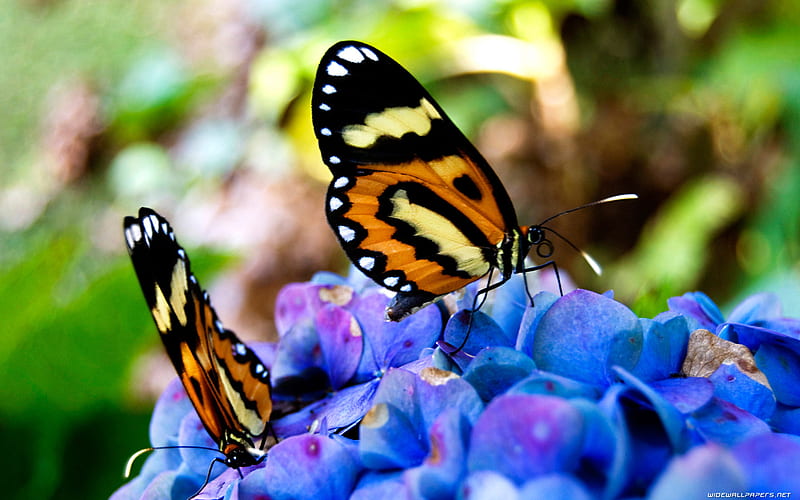 TWO WONDERFUL BUTERFLIES, nature, butterflies, colored, animals, HD wallpaper