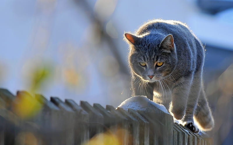British Shorthair, fence, domestic cat, gray cat, pets, cats, British Shorthair Cat, HD wallpaper