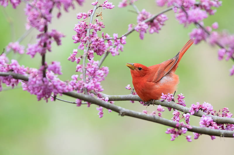 Birds, Tanager, Scarlet Tanager, HD wallpaper