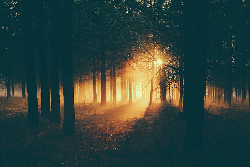 forest, sunlight, fog, dark, dusk, HD wallpaper